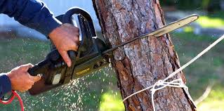 Best Hazardous Tree Removal  in Northford, CT