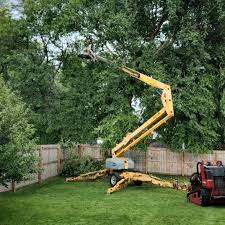 Best Arborist Consultation Services  in Northford, CT