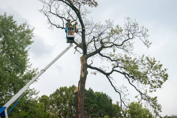 Professional Tree Services in Northford, CT