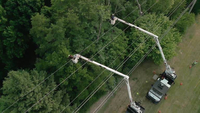 Best Utility Line Clearance  in Northford, CT